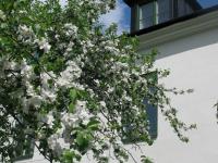 Appelblom Hemfrid