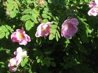 Rosor